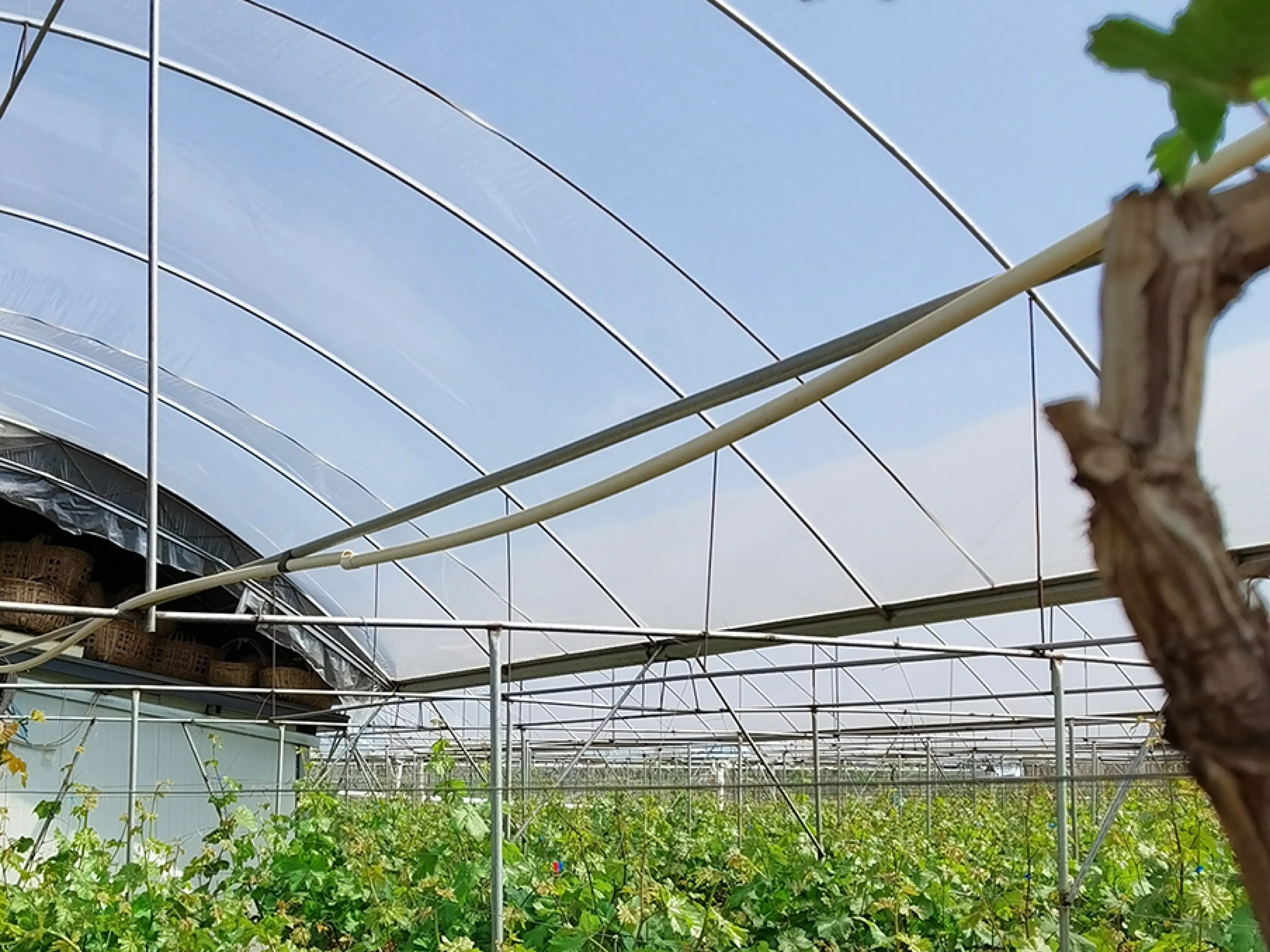 In China profitieren Gewächshäuser, in denen mit „Tinuvin NOR“ von BASF stabilisierte Folien zum Einsatz kommen, von einer längeren Lebensdauer, einer verbesserten Beständigkeit gegenüber Pflanzenschutzmitteln und einem zuverlässigen UV-Schutz für den Weinanbau